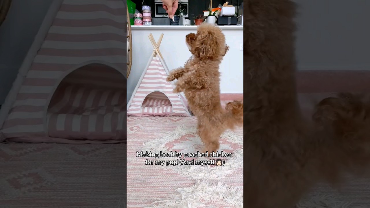 Poached Chicken for Humans & Dogs! Recipe in description!! #shorts #dog #recipe