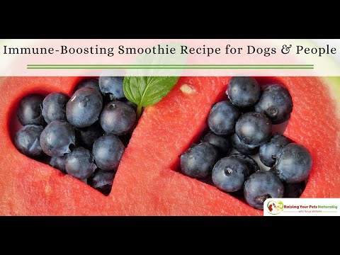 Immune-Boosting and Allergy Relief Smoothie Recipe for Dogs and People | Berry Smoothie Recipe