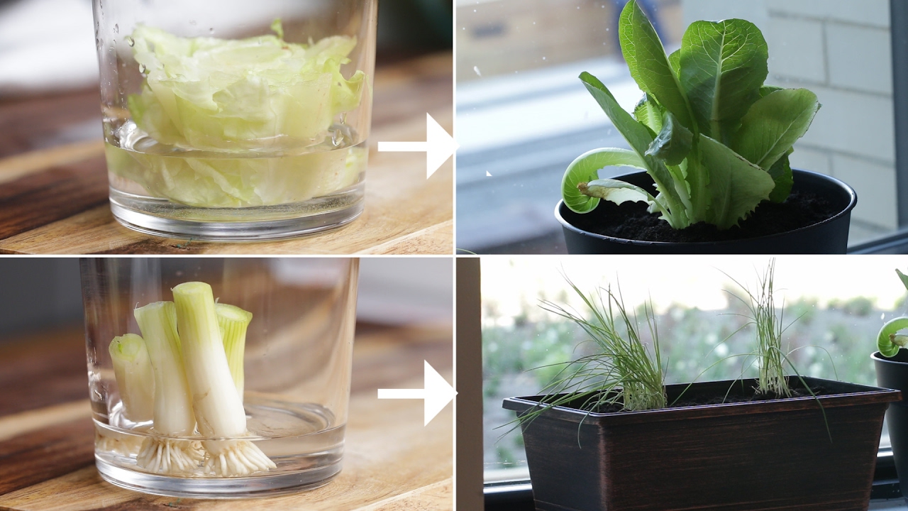 Easiest Vegetables to Grow In a Small Space