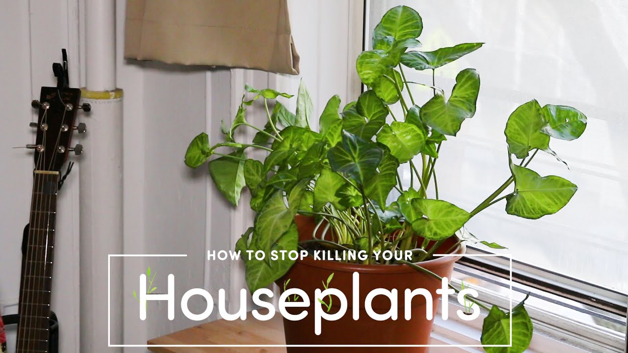 How To Stop Killing Your Houseplants #EarthMonth