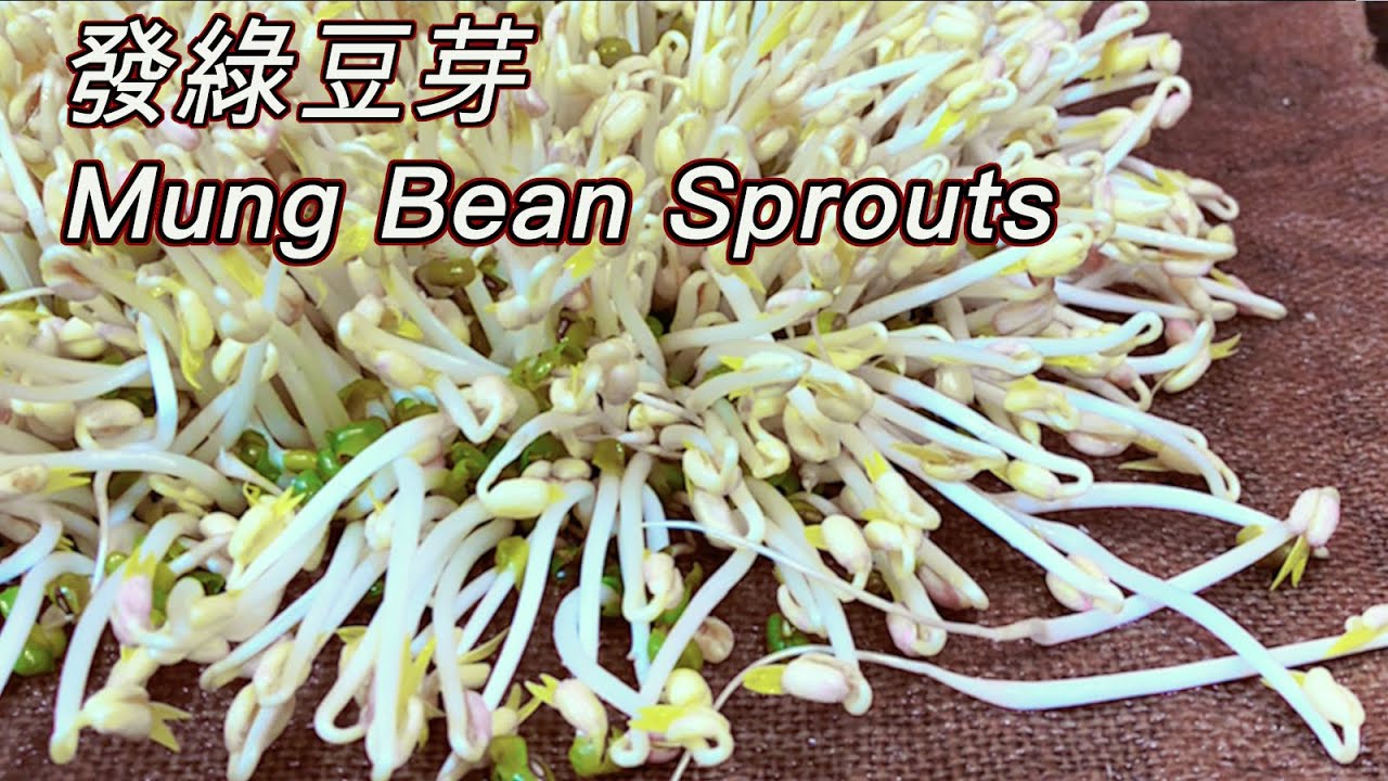How to Sprout Mung Beans – Done Right and Perfect Every Time #Shorts